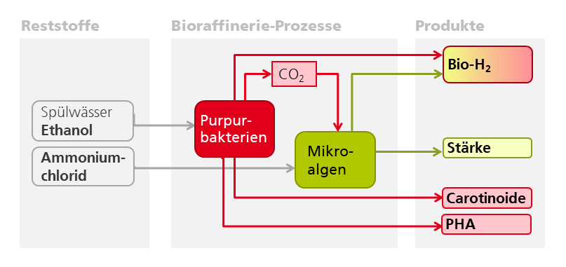 © Fraunhofer IGBIn der SmartBioH2-BW-Bioraffinerie werden mittels zweier miteinander verknüpfter biotechnologischer Verfahren aus industriellen Reststoffströmen Biowasserstoff und weitere Produkte, wie Carotinoide, PHA und Stärke, erzeugt.