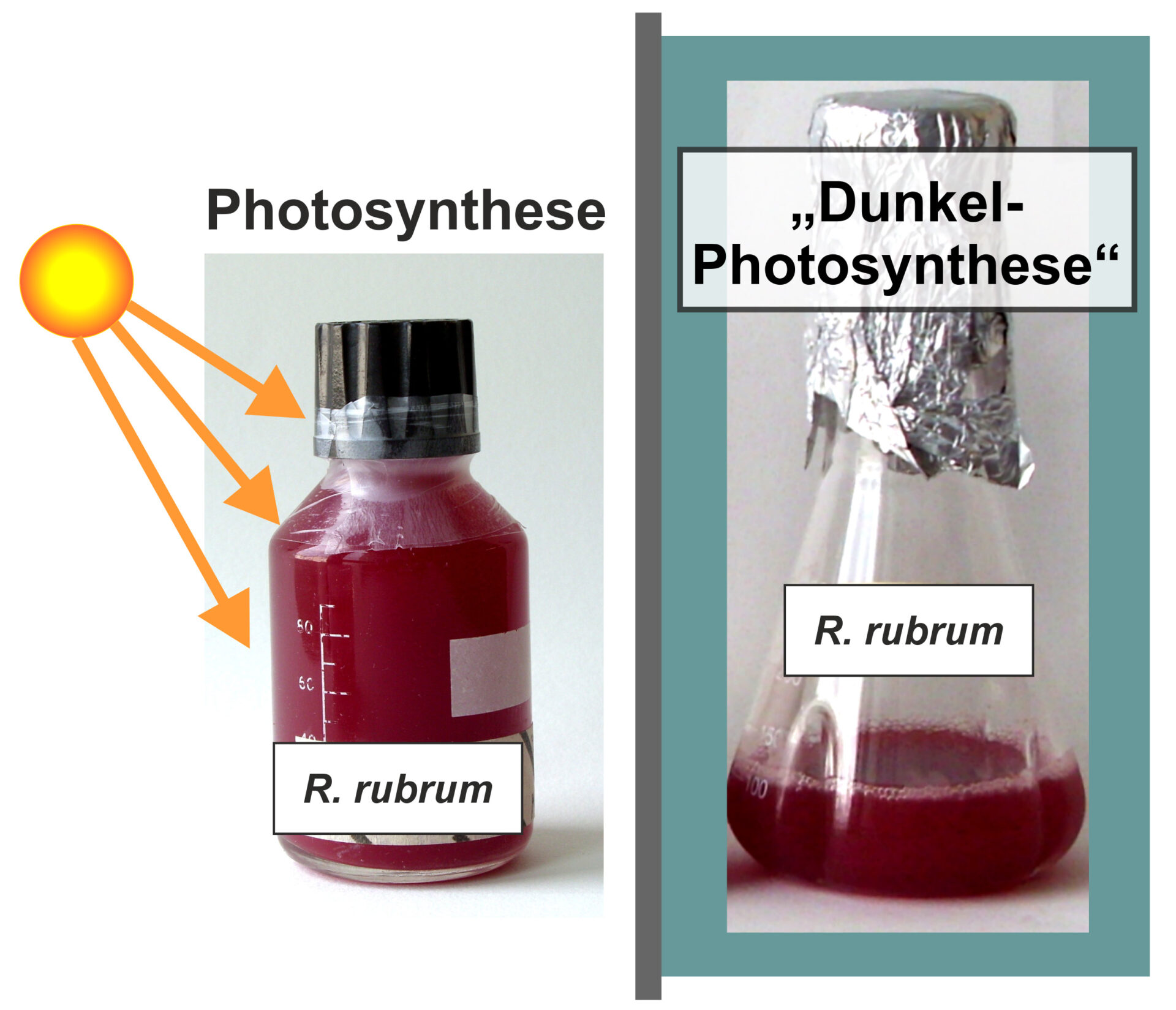 Dunkel-Photosynthese